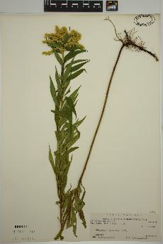 spécimen de Solidago gigantea
