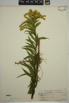 spécimen de Solidago gigantea