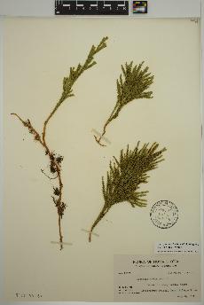 spécimen de Dendrolycopodium hickeyi