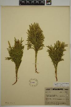 spécimen de Dendrolycopodium hickeyi