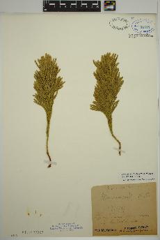 spécimen de Dendrolycopodium hickeyi