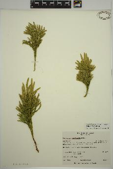 spécimen de Dendrolycopodium hickeyi