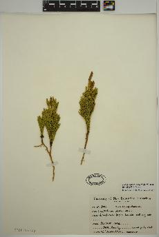 spécimen de Dendrolycopodium hickeyi