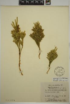 spécimen de Dendrolycopodium hickeyi