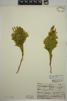 spécimen de Dendrolycopodium hickeyi