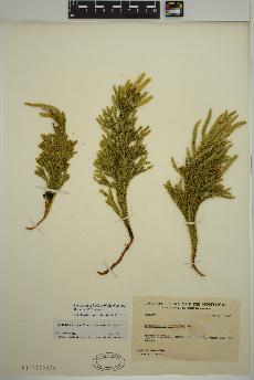 spécimen de Dendrolycopodium hickeyi