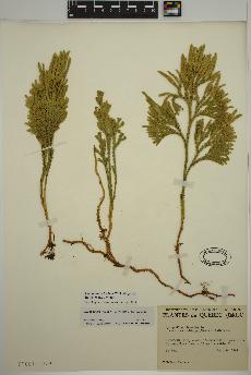 spécimen de Dendrolycopodium hickeyi