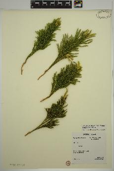 spécimen de Dendrolycopodium hickeyi