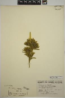 spécimen de Dendrolycopodium hickeyi