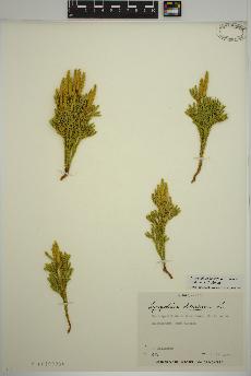 spécimen de Dendrolycopodium hickeyi