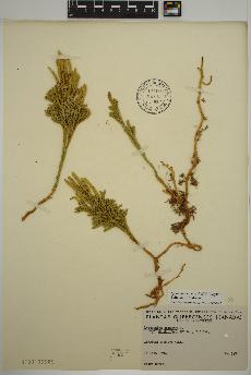 spécimen de Dendrolycopodium hickeyi