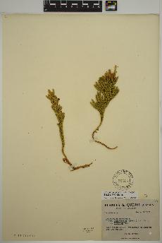 spécimen de Dendrolycopodium hickeyi