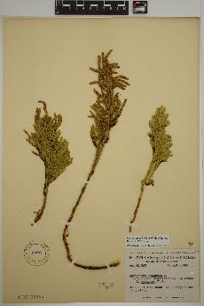 spécimen de Dendrolycopodium hickeyi