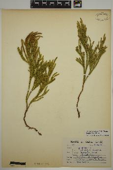 spécimen de Dendrolycopodium hickeyi