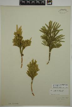 spécimen de Dendrolycopodium hickeyi