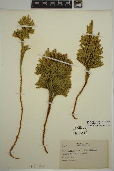 spécimen de Dendrolycopodium hickeyi