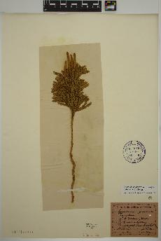 spécimen de Dendrolycopodium hickeyi