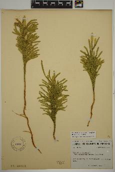 spécimen de Dendrolycopodium hickeyi