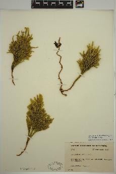 spécimen de Dendrolycopodium hickeyi