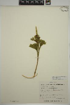 spécimen de Dendrolycopodium hickeyi