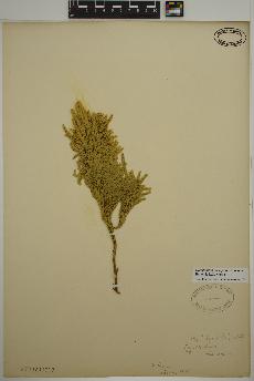 spécimen de Dendrolycopodium hickeyi