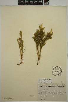 spécimen de Dendrolycopodium hickeyi