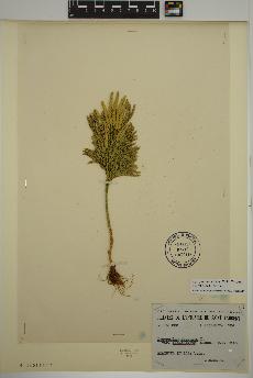 spécimen de Dendrolycopodium hickeyi