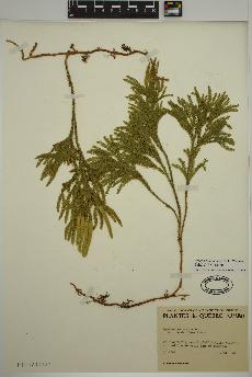 spécimen de Dendrolycopodium hickeyi