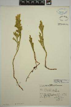 spécimen de Dendrolycopodium hickeyi