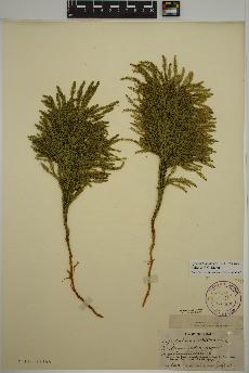 spécimen de Dendrolycopodium hickeyi