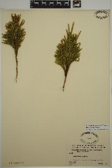 spécimen de Dendrolycopodium hickeyi