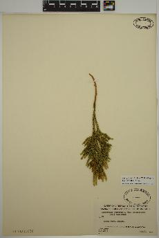 spécimen de Dendrolycopodium hickeyi