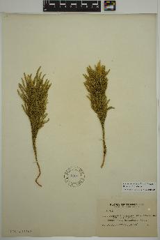 spécimen de Dendrolycopodium hickeyi