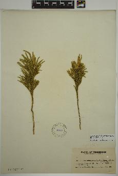 spécimen de Dendrolycopodium hickeyi