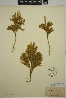 spécimen de Dendrolycopodium hickeyi