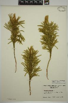 spécimen de Dendrolycopodium hickeyi