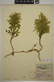 spécimen de Dendrolycopodium dendroideum