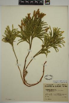 spécimen de Dendrolycopodium dendroideum