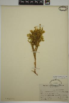 spécimen de Dendrolycopodium dendroideum