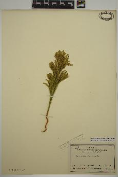 spécimen de Dendrolycopodium dendroideum