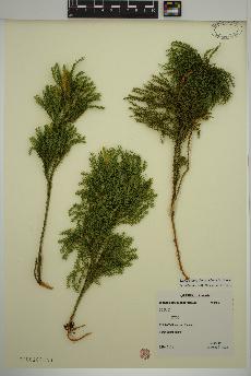 spécimen de Dendrolycopodium dendroideum