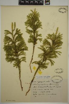 spécimen de Dendrolycopodium dendroideum