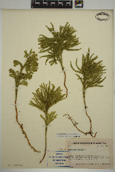 spécimen de Dendrolycopodium dendroideum