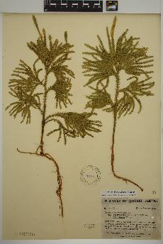 spécimen de Dendrolycopodium dendroideum