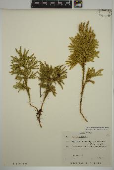 spécimen de Dendrolycopodium dendroideum