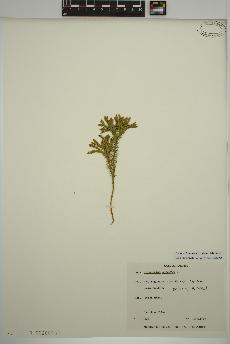 spécimen de Dendrolycopodium dendroideum