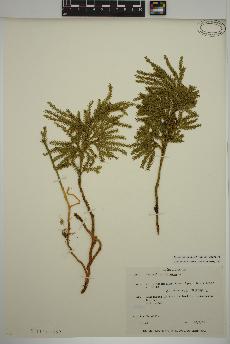 spécimen de Dendrolycopodium dendroideum