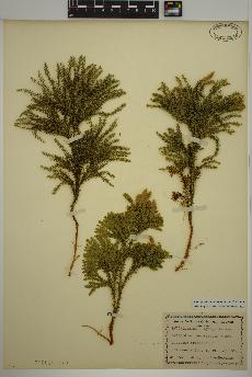 spécimen de Lycopodium dendroideum