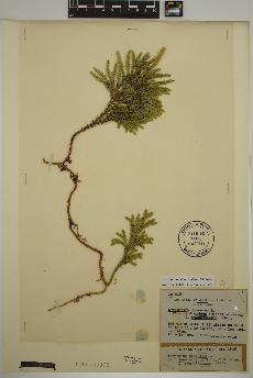 spécimen de Dendrolycopodium dendroideum