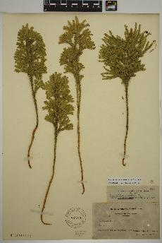 spécimen de Dendrolycopodium dendroideum